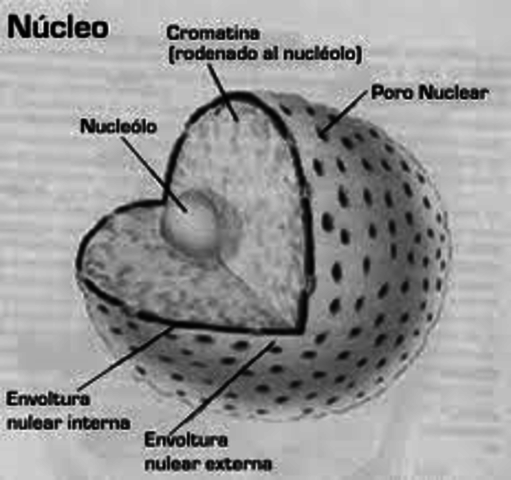 NUCLEO CELULAR