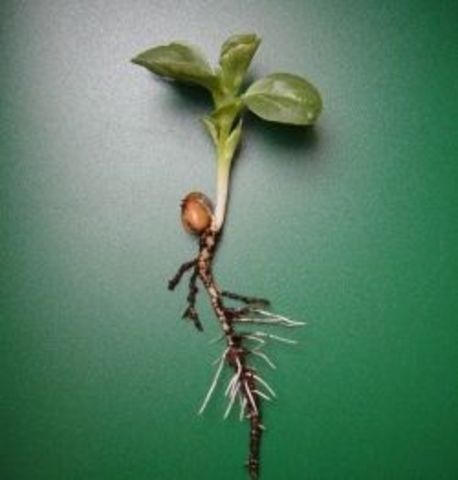 Bean has grown to 5.5cm