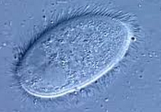 protozoarios