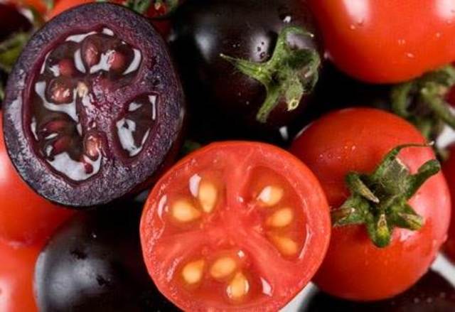 Primera Planta Transgenica