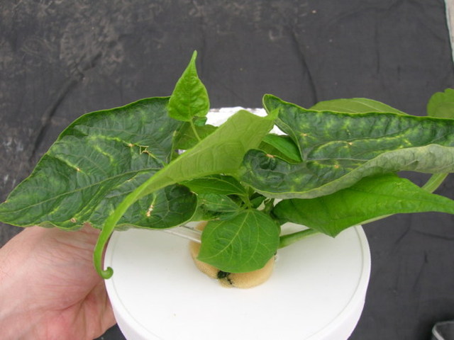 Bean reaches full growth at 6.5cm