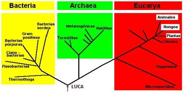 SISTEMA DE LOS TRES DOMINIOS