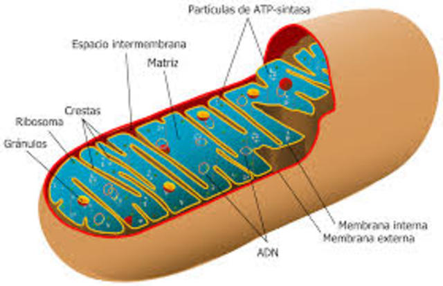 MITOCONDRIA