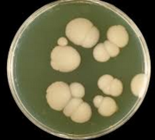 levadura es un microorganismo