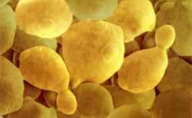 Metabolismos de Levaduras