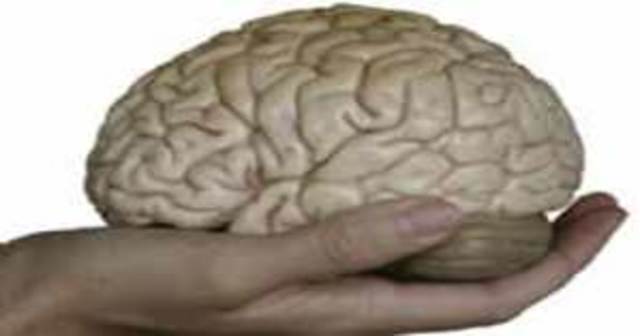 Minicerebros Humanos