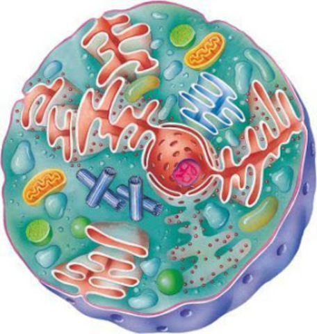 se descubre que todos los organismos compuestos por celulas