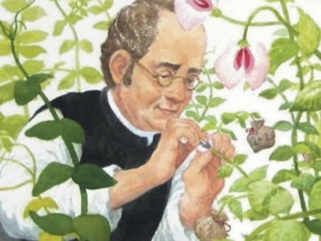 Mendel descubre unidades fundamentales de la herencia