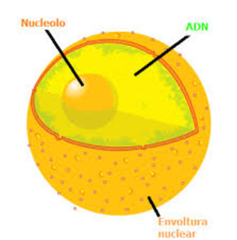 nucleo de la celula.