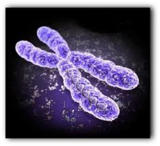 Cada gen modifica una proteina