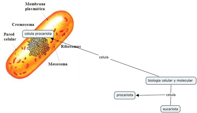 Se crea la primera molécula de ADN