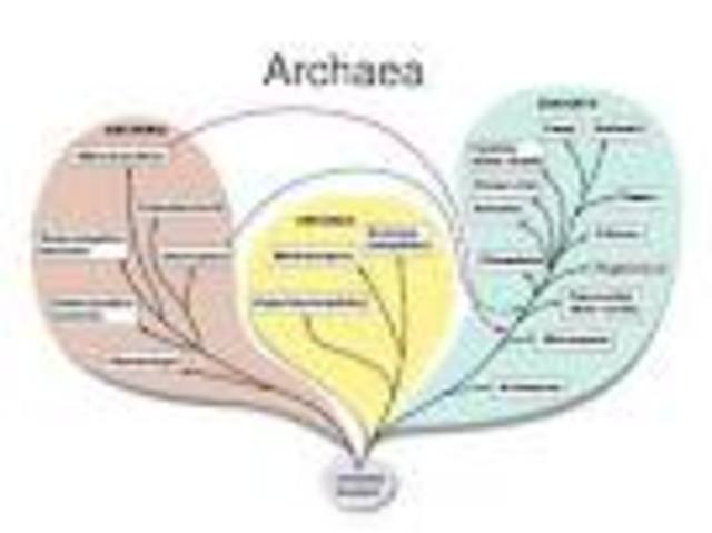 Archea.