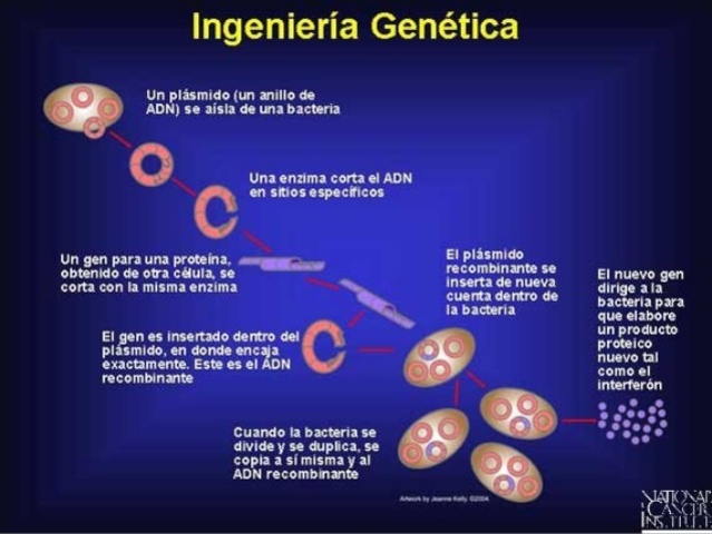 patentar los microbios obtenidos mediante ingeniería genética