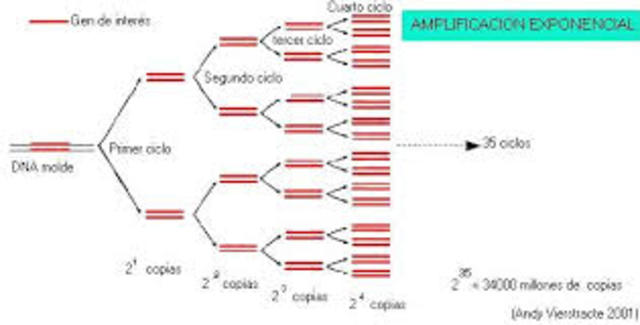 Se inventa la técnica PCR (reacción en cadena de la polimerasa)