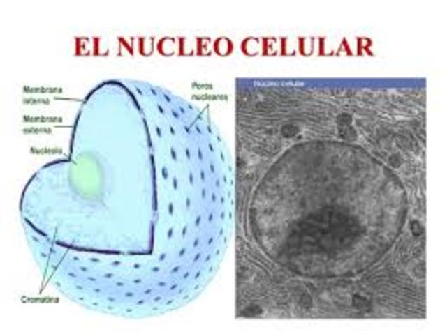 NUCLEO CELULAR