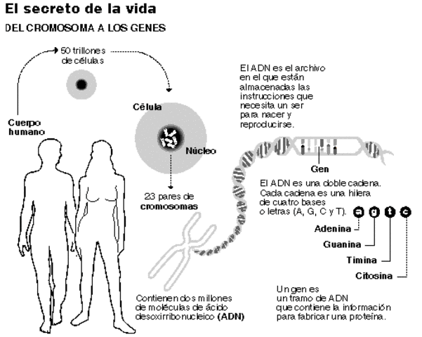 Se publica el mapa provisional del genoma humano
