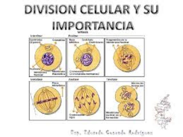 Multiplicacion de las celulas
