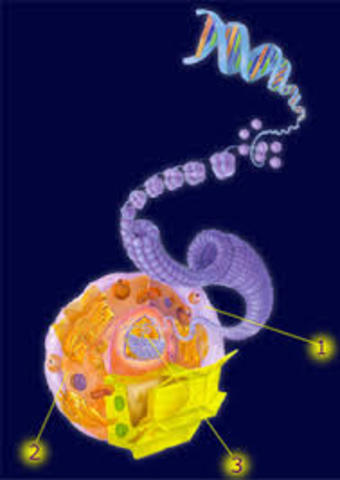 Celulas, como base de los organismos vivos.