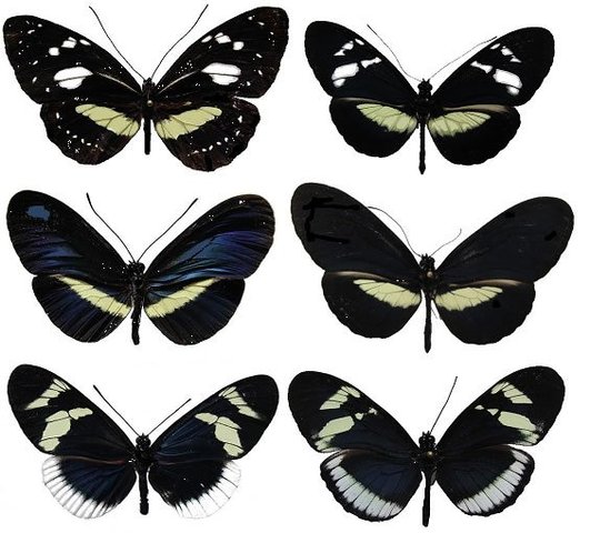 TEORIA DE LA SELECCION NATURAL