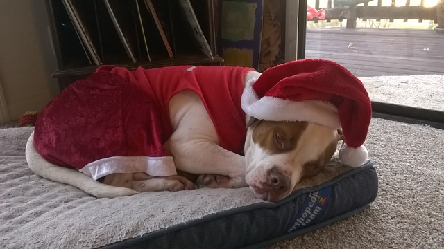 The Windows Phone: My dog's ultimate humiliation