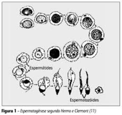 TEORIA CAPAS GERMINATIVAS