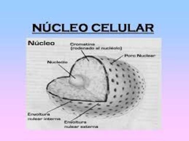 NUCLEO CELULAR