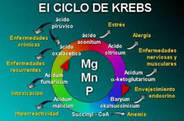 CICLO DE KREBS
