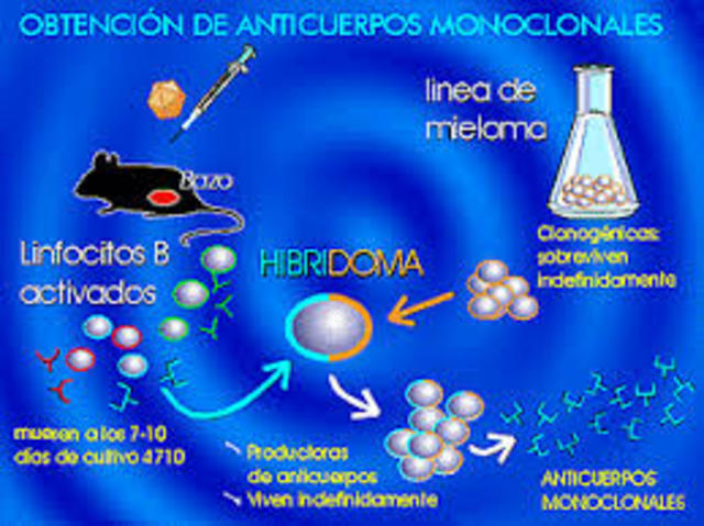 Anticuerpo monoclonal