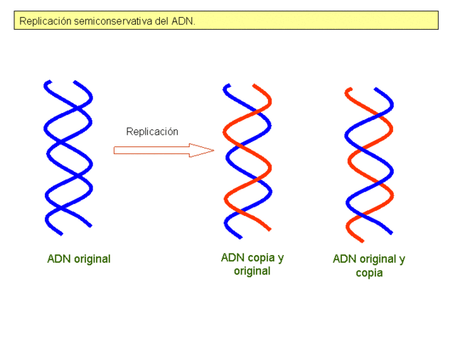 Replicacion Del ADN
