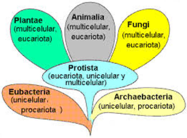 Clasificación de los reinos.