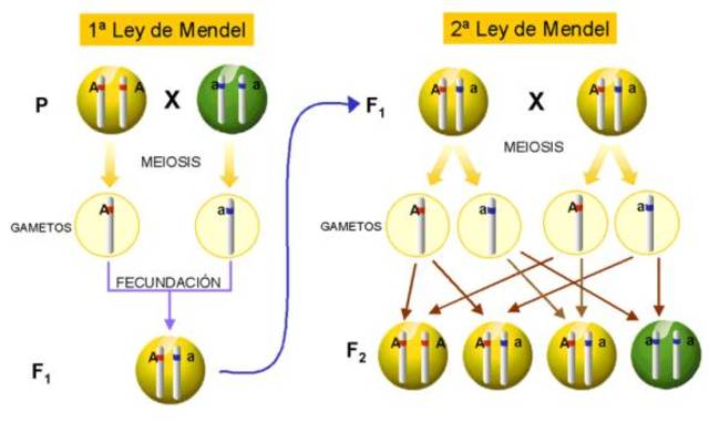 Leyes del mendel.