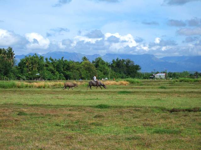 Anthony Johnson (a freed former slave) now owns 250 acres of land, cattle, and 2 servants. Sources.