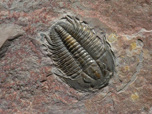 Cambrian 570-500 MYA