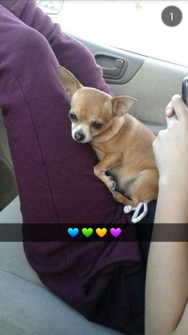 The Day I got My Puppy