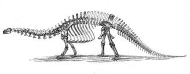 Paleontologia