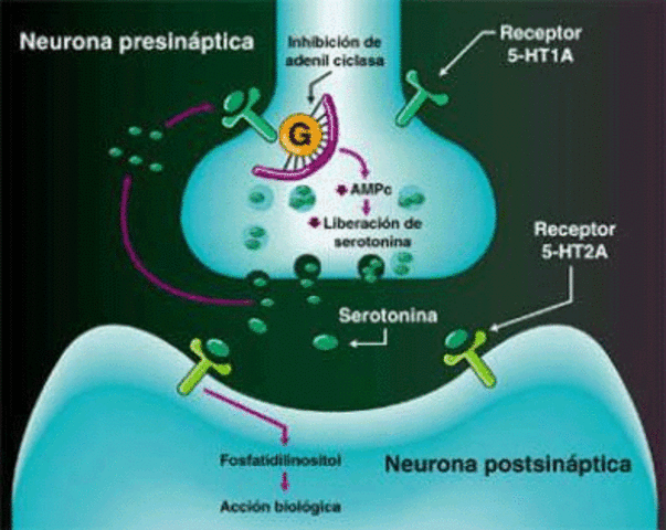 Neurotransmisión