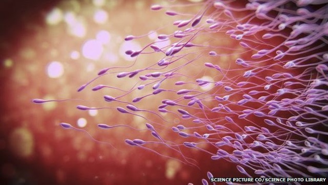 Unión espermatozoide y óvulo