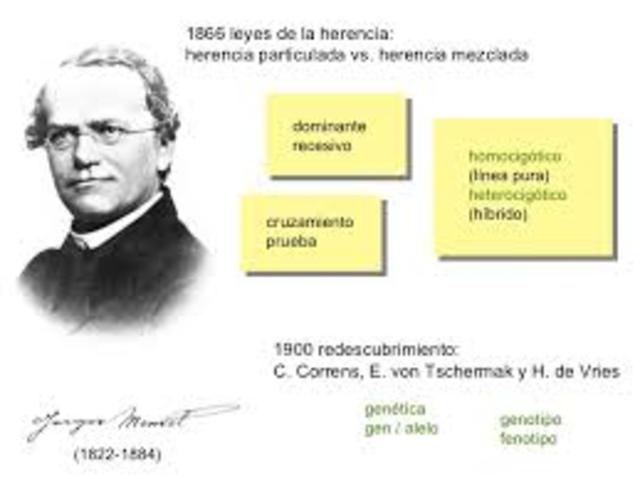 LEYES DE MENDEL
