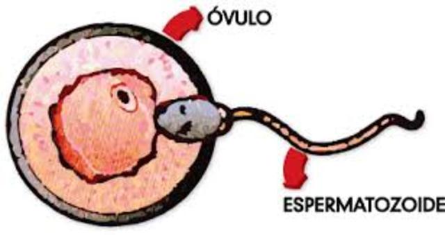 LAS CELULAS SEXUALES