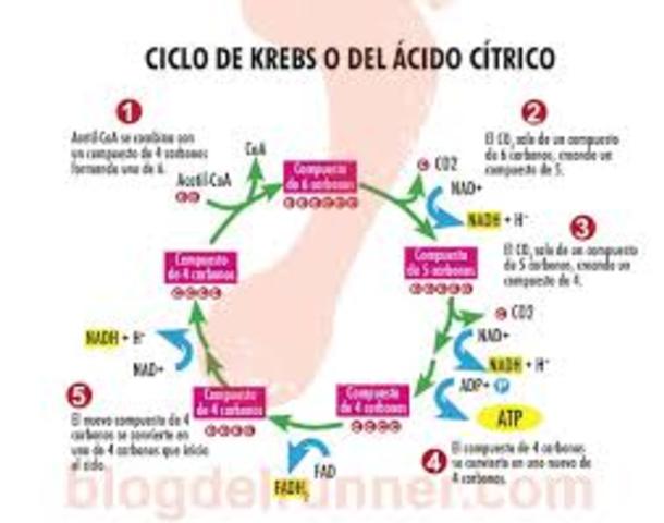EL CICLO DE KREBS