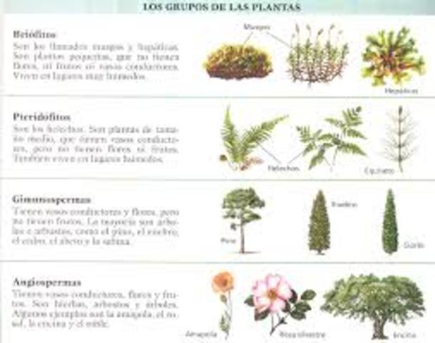 CLASIFICACION DE LAS PLANTAS