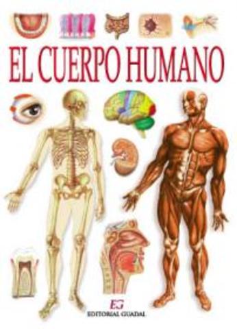 ESTRUCTURA DEL CUERPO HUMANO