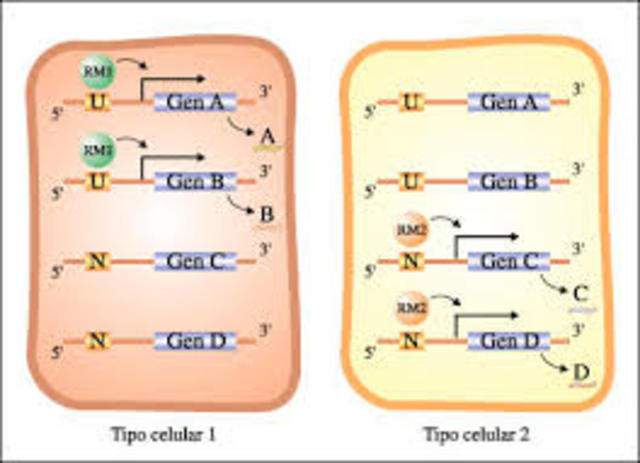 DIFERENCIACION CELULAR