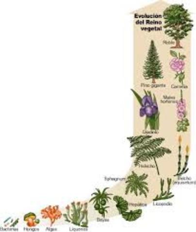 CLACIFICACION DEL REINO VEGETAL