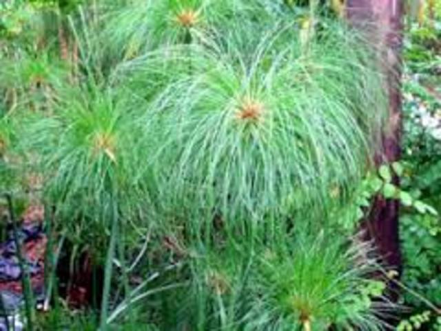 Century I d.C - Papyrus sheet