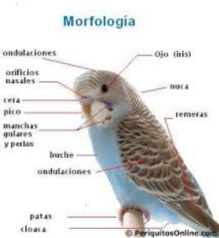 Las principales disciplinas de la biología son las siguientes: