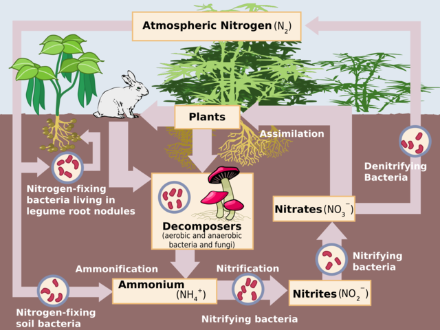 Nitrogen Fixation