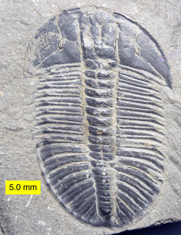 Cambrian 570-500 MYA