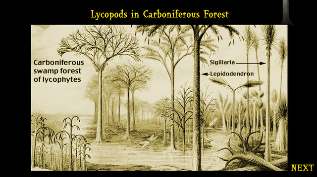 Carboniferous 395-345m (Palozozic 570-225mya)