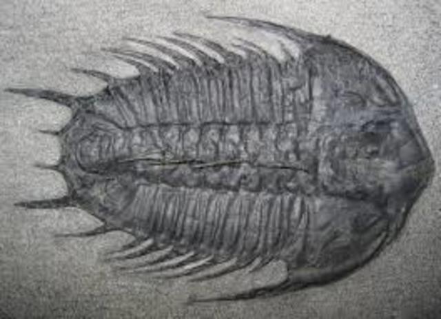 Cambrian 570-500 MYA